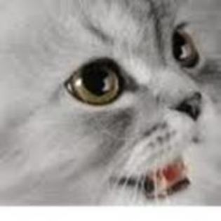 46959568_VIHKHRSNP - Animalele Preferate