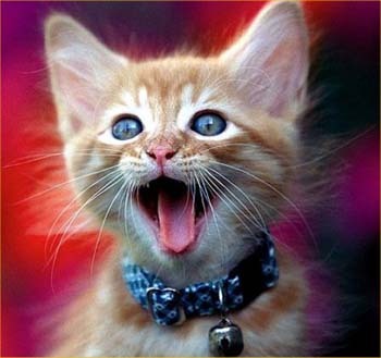 Poze Amuzante Pisici Gura Deshisa Animale Animale Haioase Rau De