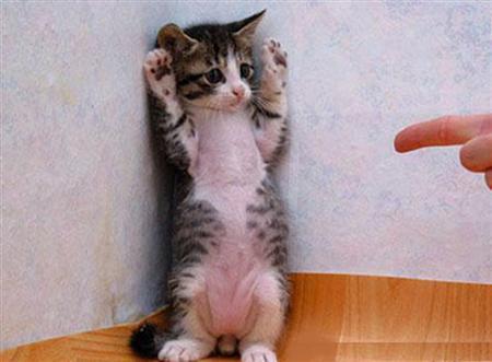 Poze Animale Amuzante Pisici Dragute Deget Animale Haioase Rau