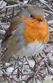 images (4) - Animalele Preferate