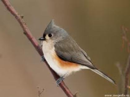 images (5) - Animalele Preferate