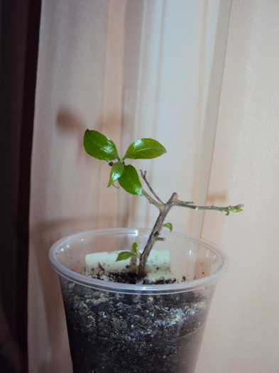 cel mai tanar membru al familiei de bougi - Bougainvillea