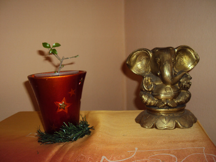 ...si mandru, pe post de bibelou - Bougainvillea