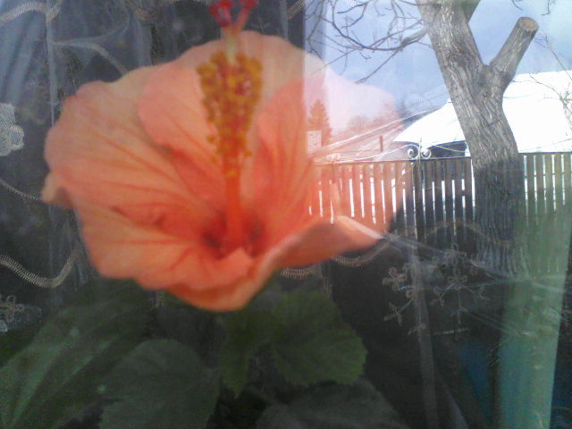 P24-12-11_11.31 - hibiscus