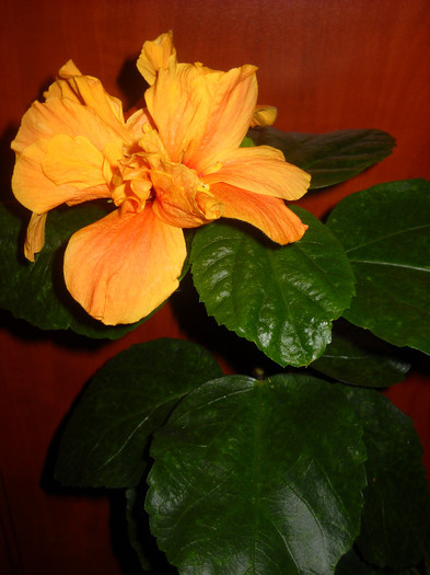 25.12.011 Prima zi de Craciun!!