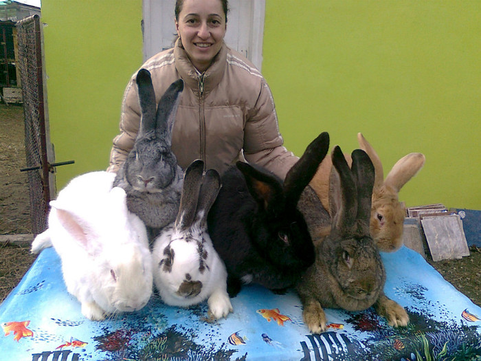 sotia mea cu uriasii germani - iepuri-matca 2013-colectia de germani-VANDUTI