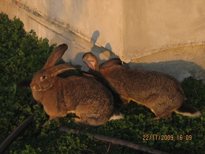 IMG_1599 - iepuri2009