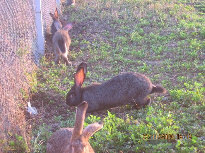 IMG_1615 - iepuri2009