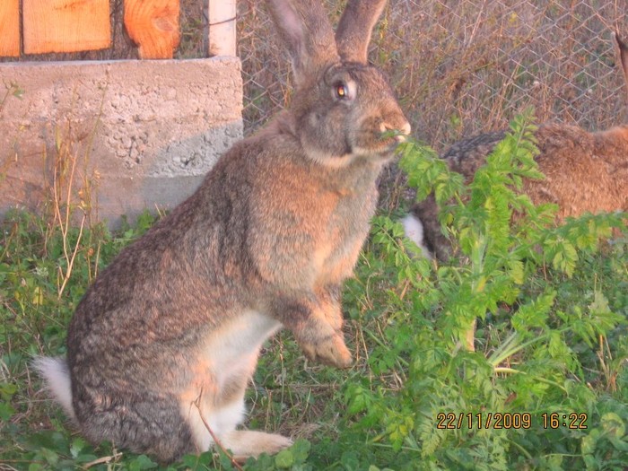 IMG_1658 - iepuri2009