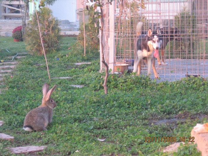 IMG_1659 - iepuri2009