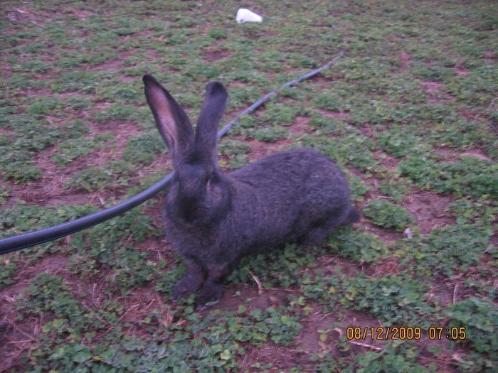 IMG_1816 - iepuri2009