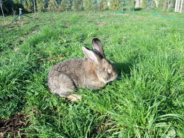 100_5495 - iepuri uriasul belgian 2010