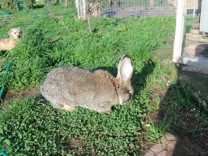 100_5498 - iepuri uriasul belgian 2010