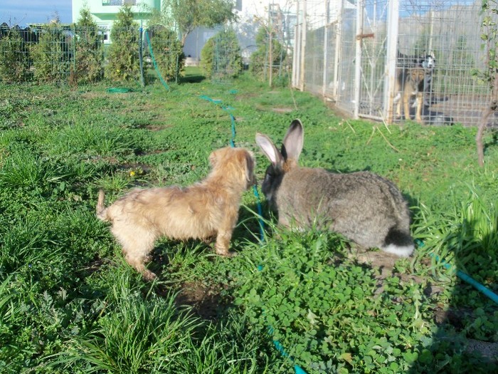 100_5501 - iepuri uriasul belgian 2010