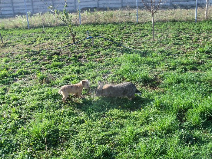 100_5502 - iepuri uriasul belgian 2010
