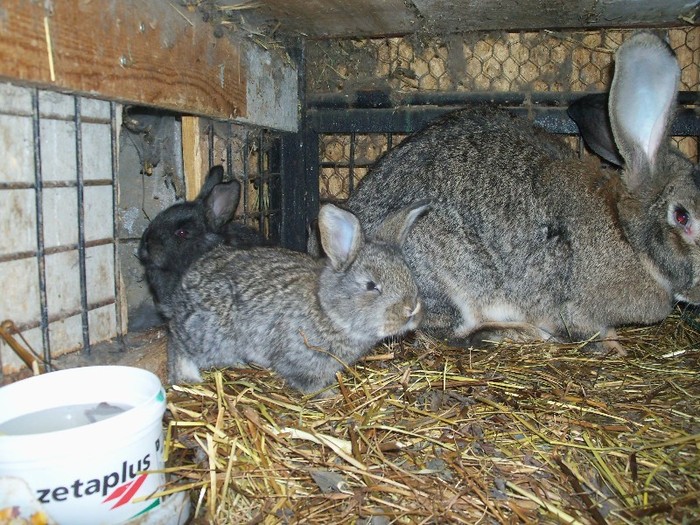 100_7097 - iepuri2011 belgieni