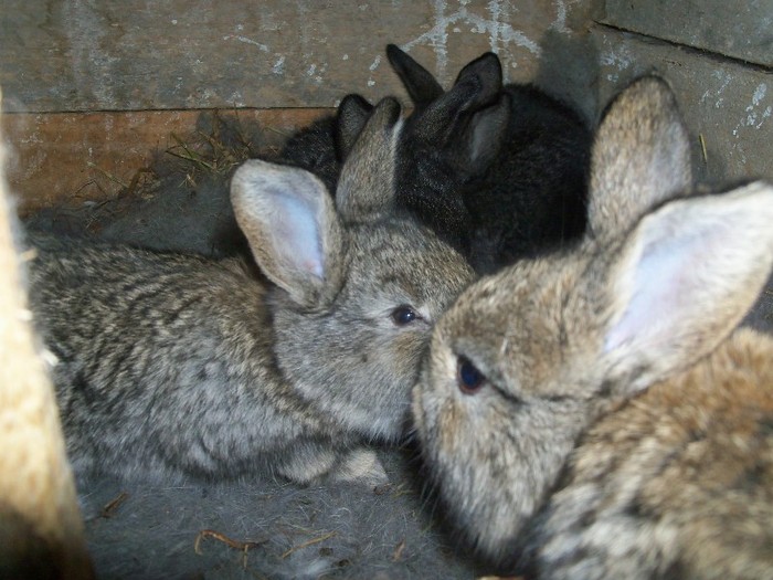 100_7099 - iepuri2011 belgieni