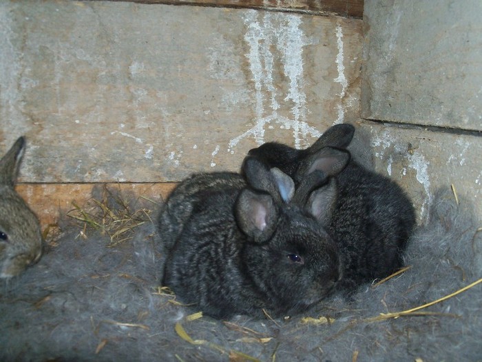 100_7100 - iepuri2011 belgieni