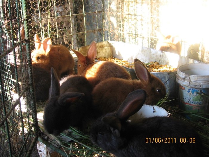IMG_0222 - iepuri neozeelandezi rosii pui si belgieni 2011