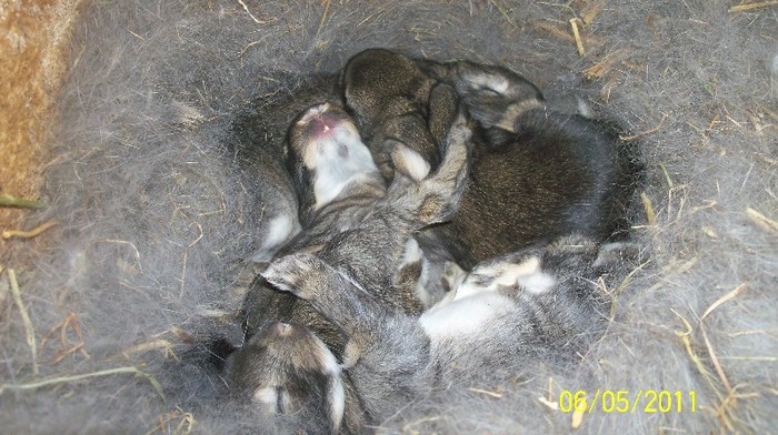 100E9302 - iepuri neozeelandezi rosii pui si belgieni 2011