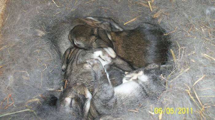 100E9301 - iepuri neozeelandezi rosii pui si belgieni 2011