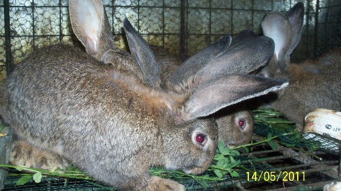 100E9315 - iepuri neozeelandezi rosii pui si belgieni 2011