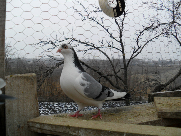 mascul 2011
