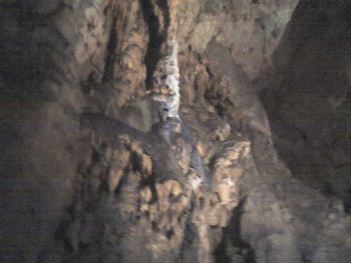 pestera Vadu Crisului 019 - VADU CRISULUI 2011