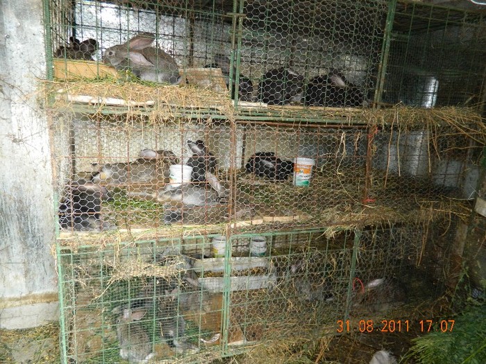 DSCN0268 - iepuri 2011 vara