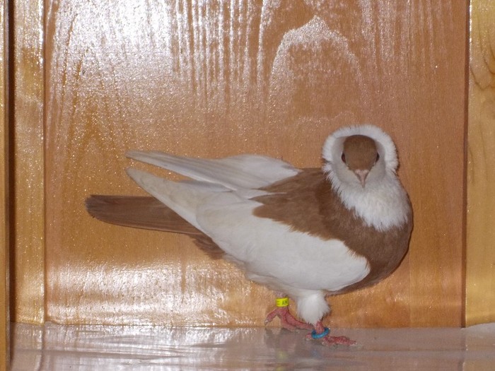 J.Felegyhaza M Via:KUEHNERT Medias - Diszgalambok-Ornament pigeons -Porumbei de agrement