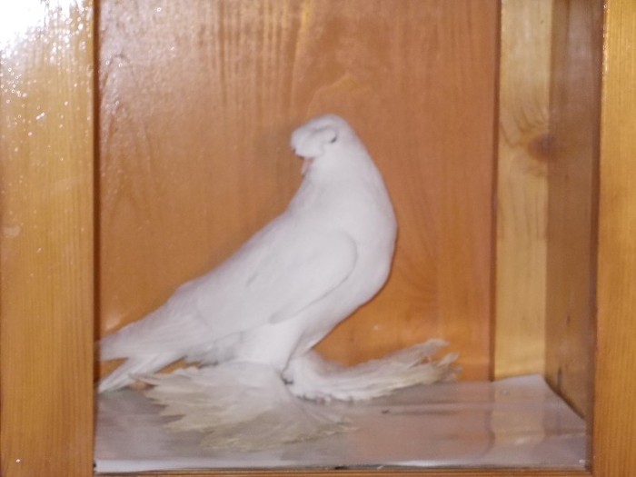 Tobosar German cu rozeta - Diszgalambok-Ornament pigeons -Porumbei de agrement