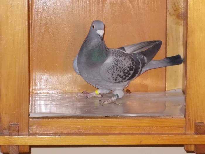 Alfoldi Dudoros F Via:SZABO Reghin - Diszgalambok-Ornament pigeons -Porumbei de agrement