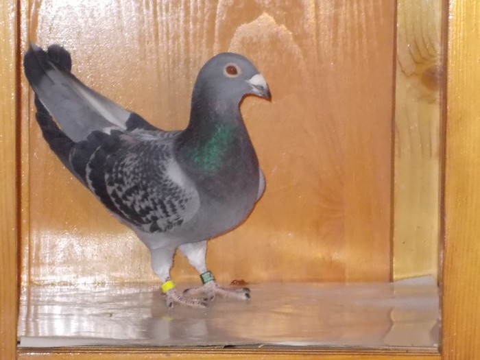 Alfoldi Dudoros F Via:SZABO Reghin - Diszgalambok-Ornament pigeons -Porumbei de agrement