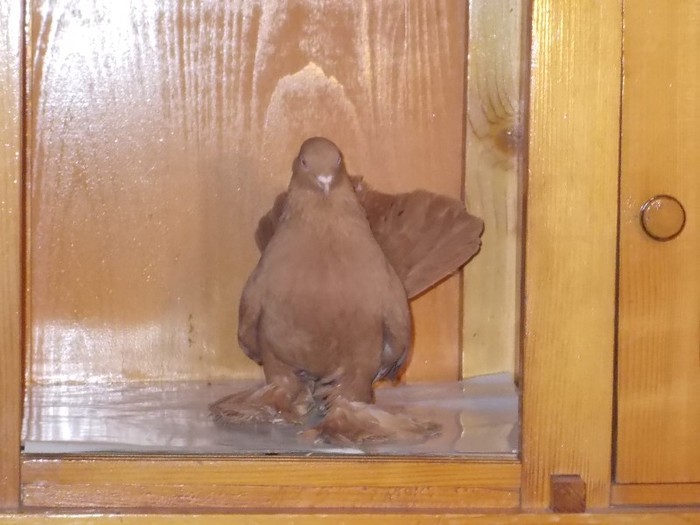 Tr Rostow F Via:SZABO F Reghin - Diszgalambok-Ornament pigeons -Porumbei de agrement