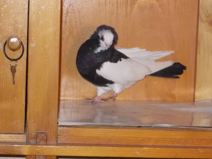 J.de Komarom F Via:CIUREA V.Brasov - Diszgalambok-Ornament pigeons -Porumbei de agrement