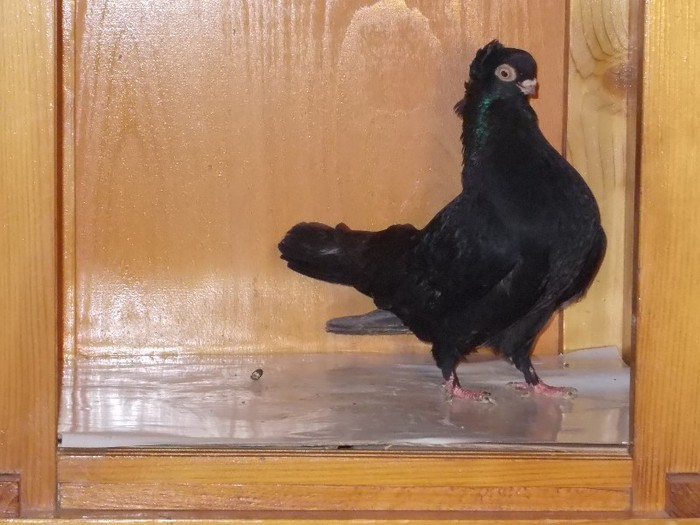 J.Ardeal motat F Via:CIUREA O.Brasov - Diszgalambok-Ornament pigeons -Porumbei de agrement
