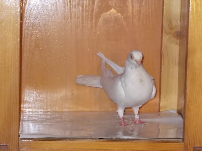 J.de Ardeal F Via:F.GAMBUTAN Tarnaveni - Diszgalambok-Ornament pigeons -Porumbei de agrement