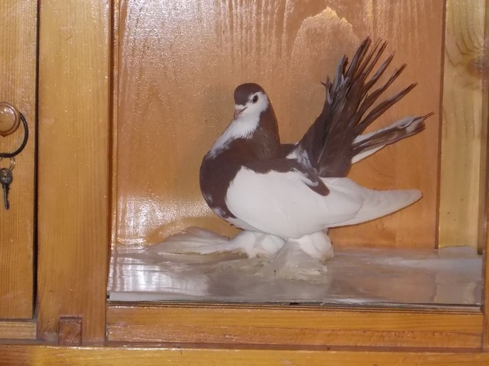Wolga F Via:SZABO F Reghin - Diszgalambok-Ornament pigeons -Porumbei de agrement