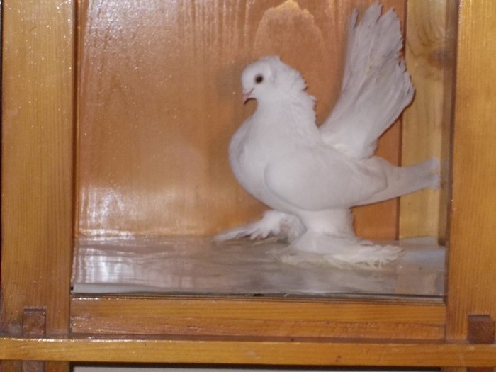 J.Siberian F Via:DUCA COSTEL - Diszgalambok-Ornament pigeons -Porumbei de agrement