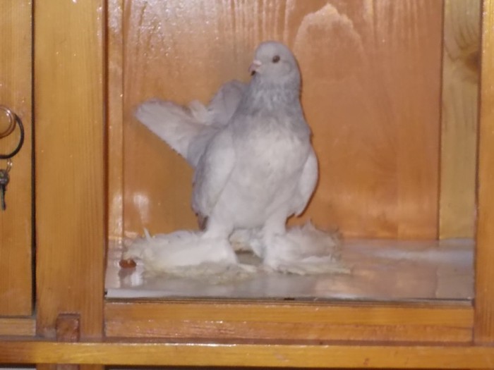 J.Rostow F Via:DUCA COSTEL - Diszgalambok-Ornament pigeons -Porumbei de agrement