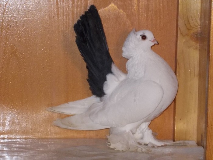 Nordcaucazian F Via:AUDIA4 Ploiesti - Diszgalambok-Ornament pigeons -Porumbei de agrement