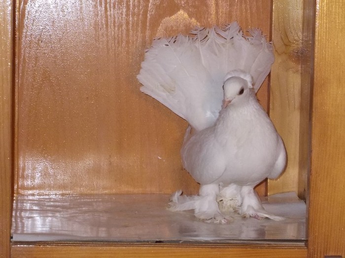 J.Siberian F Via:DUCA COSTEL - Diszgalambok-Ornament pigeons -Porumbei de agrement