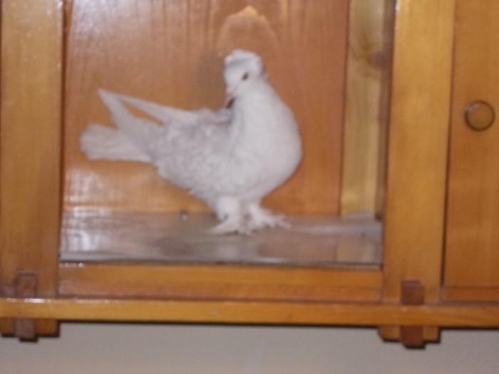 Cret Francez F - Diszgalambok-Ornament pigeons -Porumbei de agrement