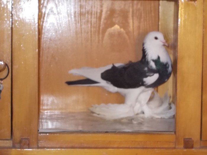 Incaltat f - Diszgalambok-Ornament pigeons -Porumbei de agrement