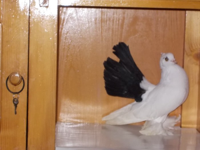 Nordcaucazian F Via:AUDIA4 Ploiesti - Diszgalambok-Ornament pigeons -Porumbei de agrement