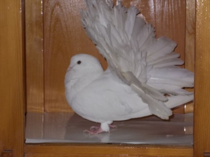 Voltat M Via:Pistruiatu Reghin - Diszgalambok-Ornament pigeons -Porumbei de agrement