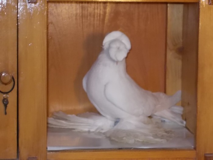 Tobosar G.F Via:DUCA COSTEL - Diszgalambok-Ornament pigeons -Porumbei de agrement