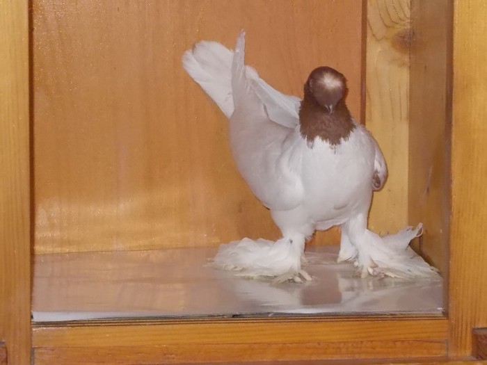 J.Botosani F Via:VIZI R.Teaca - Diszgalambok-Ornament pigeons -Porumbei de agrement
