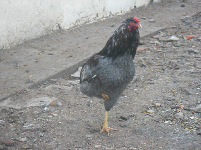 IMG_3540 - Araucana albastru