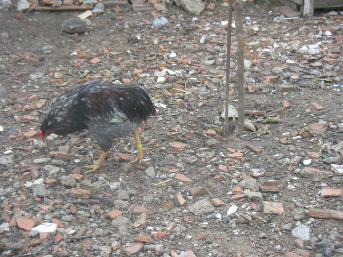 IMG_3541 - Araucana albastru